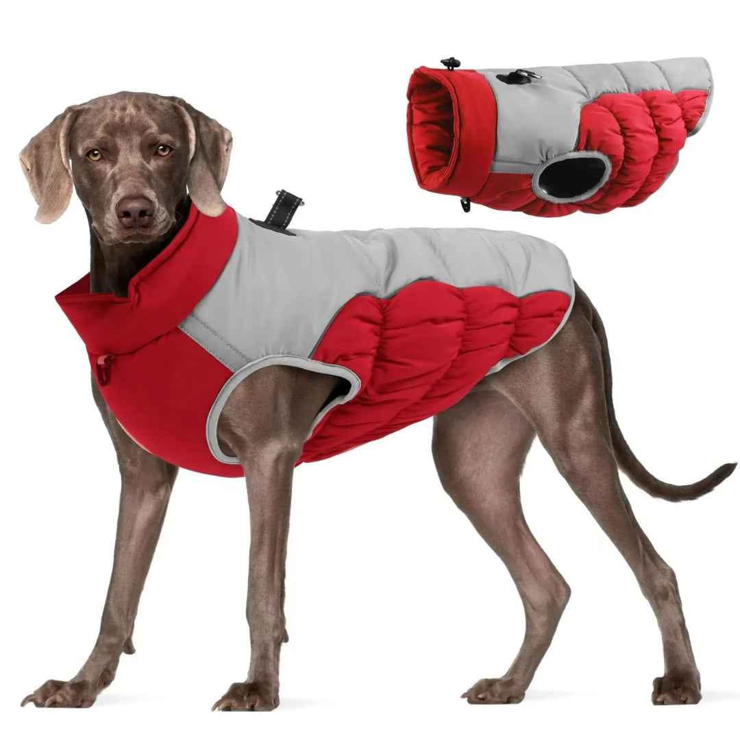 Dog wearing a red and gray winter coat with adjustable straps, designed for warmth and comfort. Ideal pet apparel for cold weather protection.