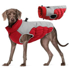 Dog wearing a red and gray winter coat with adjustable straps, designed for warmth and comfort. Ideal pet apparel for cold weather protection.