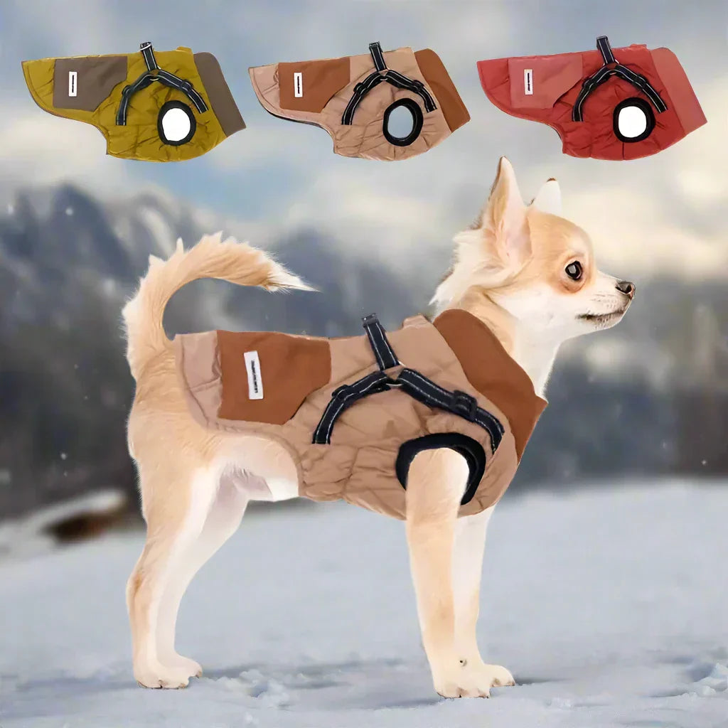 Chihuahua wearing a stylish, adjustable dog harness coat in a snowy landscape. Available in multiple colors. Pet fashion, winter dog apparel.