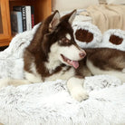 Siberian Husky resting on a plush, white faux fur dog bed in a cozy living room setting, showcasing luxury pet furniture and comfort.