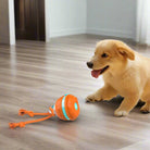 Interactive dog toy with orange and blue design on wooden floor, engaging playful puppy. Ideal for pet entertainment and mental stimulation.