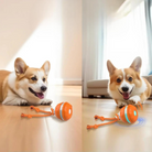 Interactive dog toy with orange ball and rope, perfect for Corgis. Engaging pet play, durable design, indoor fun, and mental stimulation.