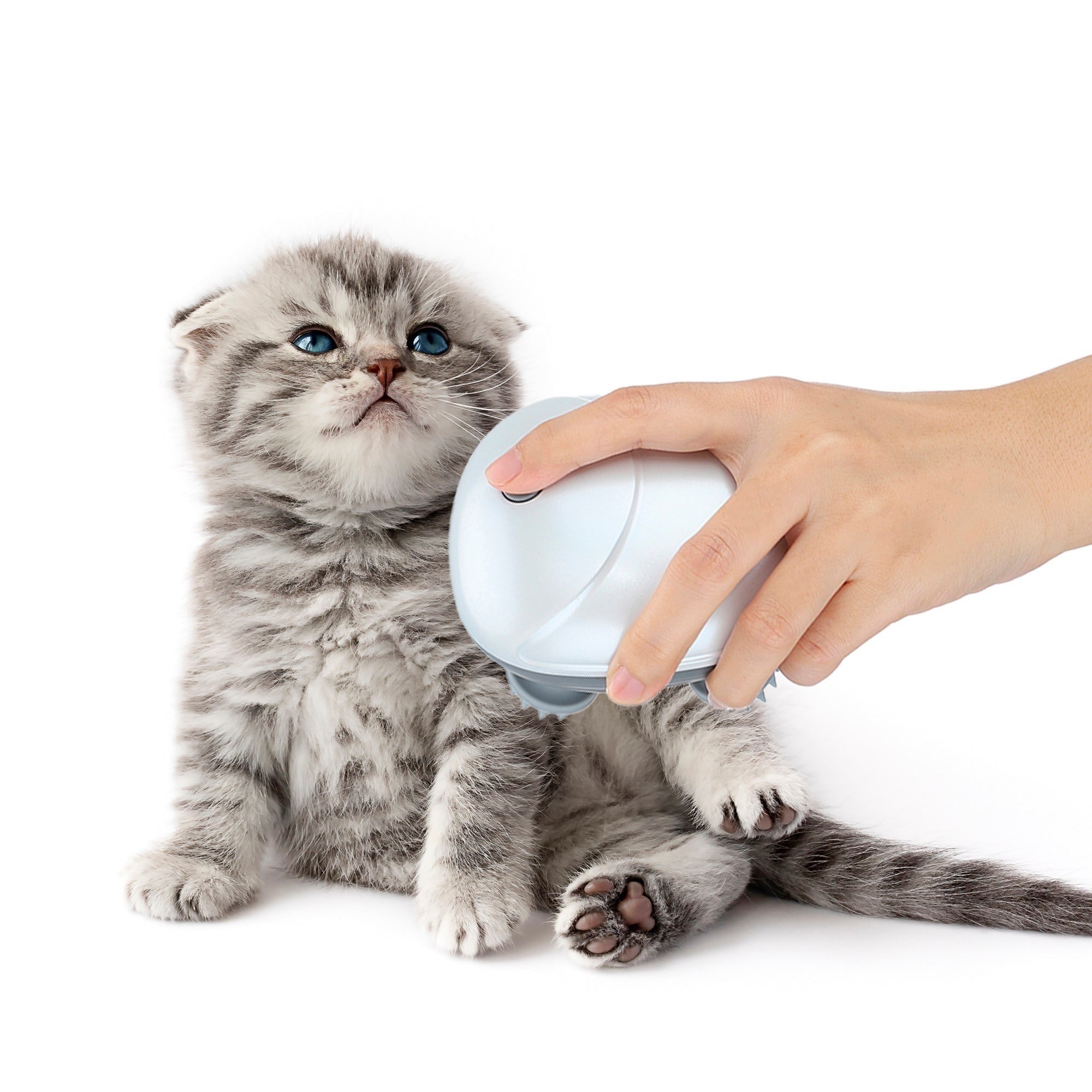 Hand using an electric cat massager on a cute gray kitten with blue eyes. Pet grooming tool, feline relaxation, stress relief for cats.