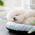 Fluffy white dog sleeping on a blue cooling mat in sunlight, pet comfort, dog relaxation, cozy pet bed, indoor pet accessories.