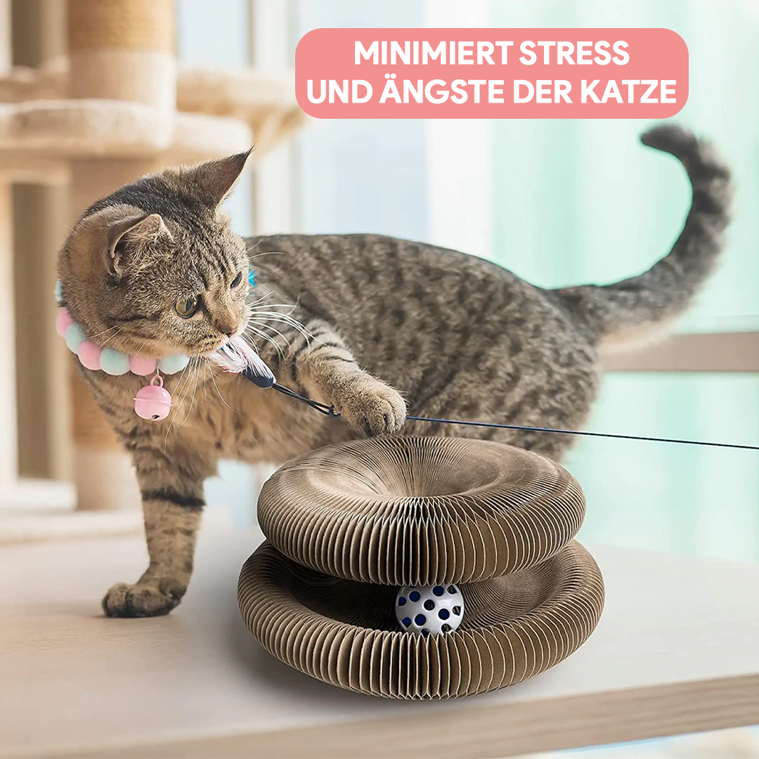 Cat playing with interactive cardboard ring toy and ball, stress relief for cats, indoor pet activity, feline enrichment, playful kitten accessory.