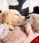 Golden retriever puppy sleeping with plush teddy bear, cozy bedding, cute pet, adorable dog, peaceful nap, soft blanket, cuddly toy, home comfort.