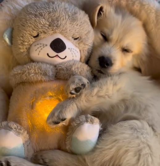 Cute puppy cuddling with a glowing teddy bear, creating a cozy and heartwarming scene. Perfect for pet lovers and plush toy enthusiasts.