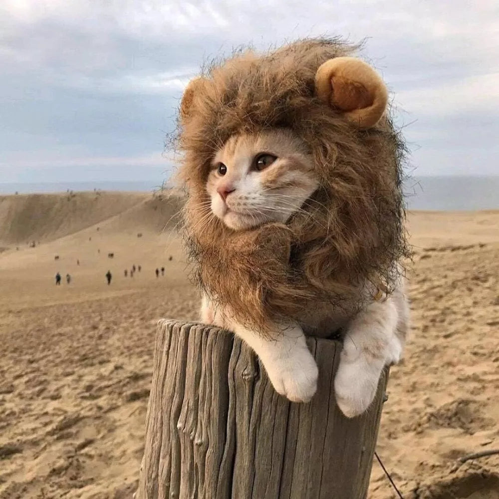 Cat wearing a lion mane costume perched on a wooden post in a sandy desert landscape. Cute pet cosplay, feline in lion disguise, outdoor setting.