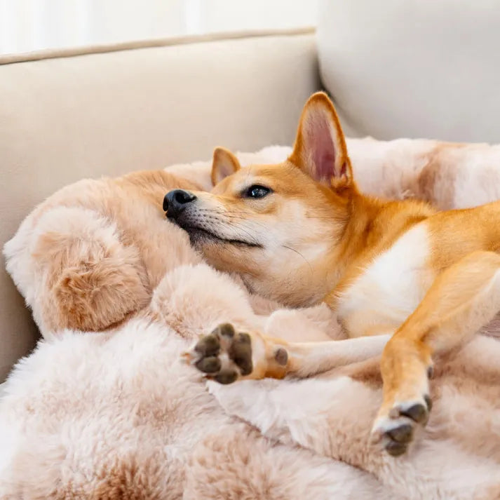 Dog lounging on a fluffy, fuzzy calming pet bed sofa protector. Cozy, comfortable dog mat for relaxation. Ideal for pet comfort and home decor.