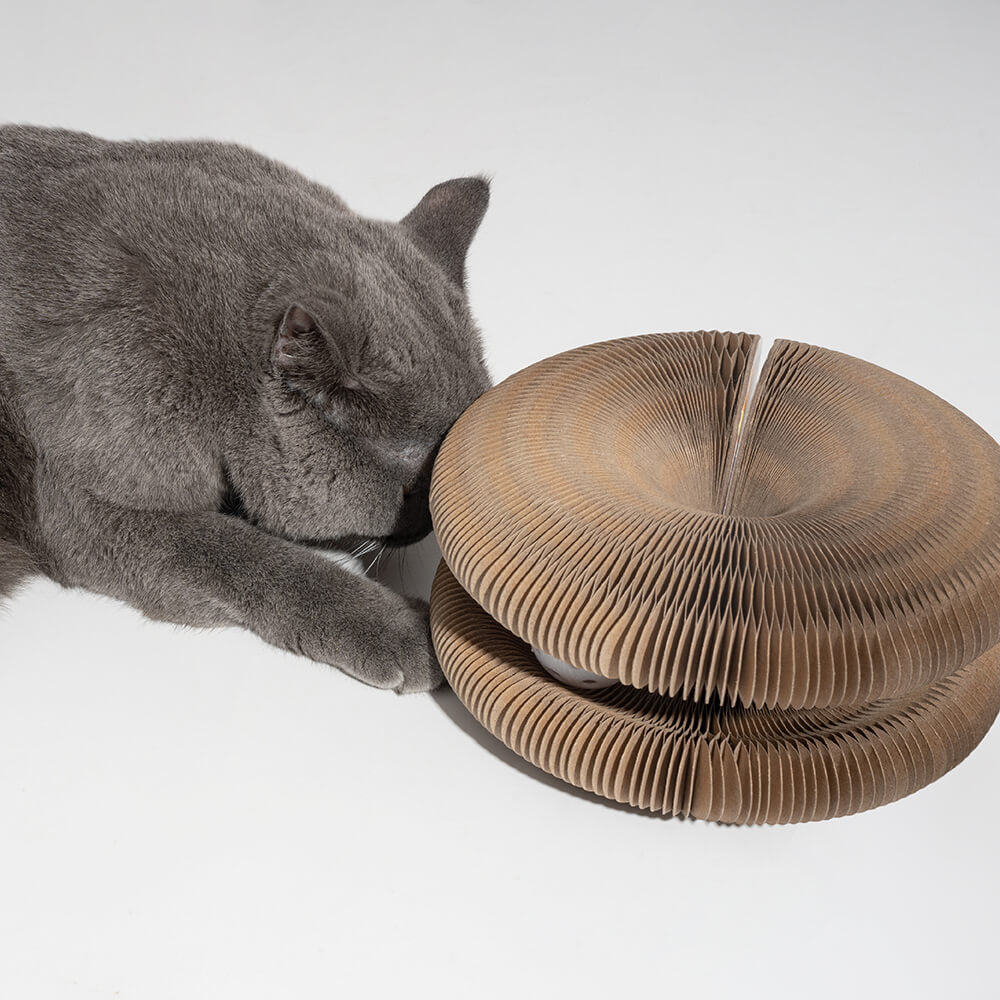 Gray cat playing with a foldable, durable accordion-style cat scratching board with bell ball. Perfect pet toy for interactive feline fun.