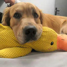 Golden Retriever resting on a yellow plush duck toy, indoors. Cute dog with stuffed animal, cozy and relaxed. Pet comfort, playful canine.