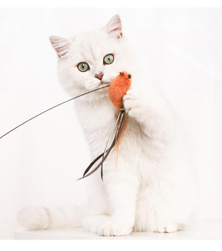 White British Shorthair cat playing with an orange feather toy, showcasing playful behavior. Perfect pet image for cat lovers and feline enthusiasts.