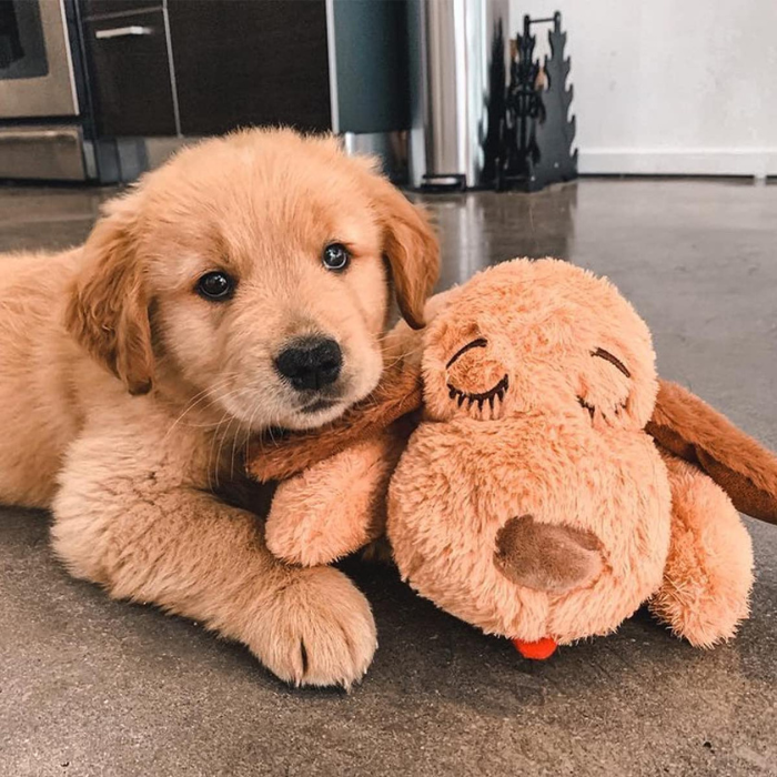 Golden Retriever puppy cuddling with a plush dog toy on a kitchen floor. Cute pet, adorable puppy, stuffed animal, cozy home setting.