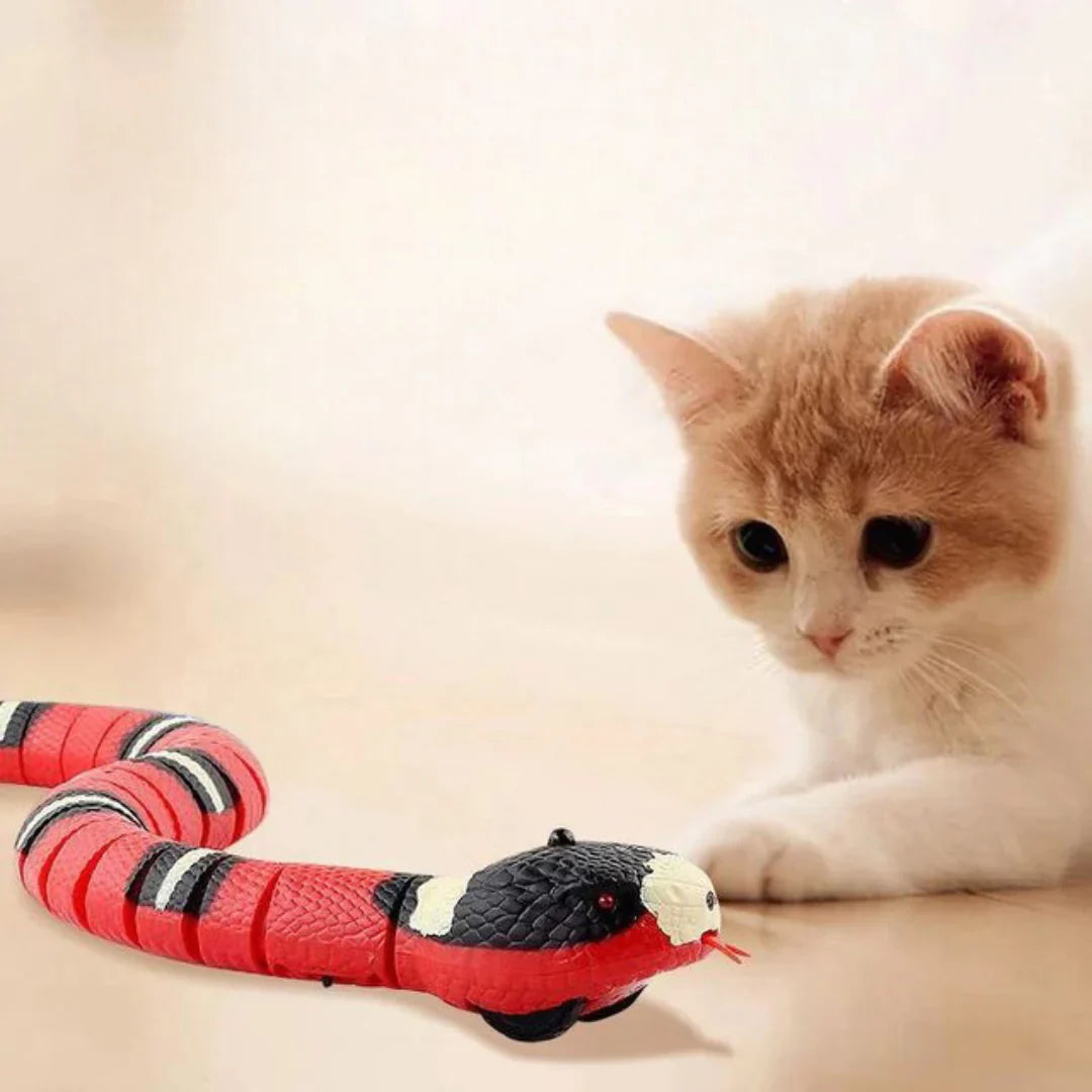 Cat curiously observing a realistic red and black toy snake on a light background. Pet interaction, playful cat, toy snake, indoor setting.