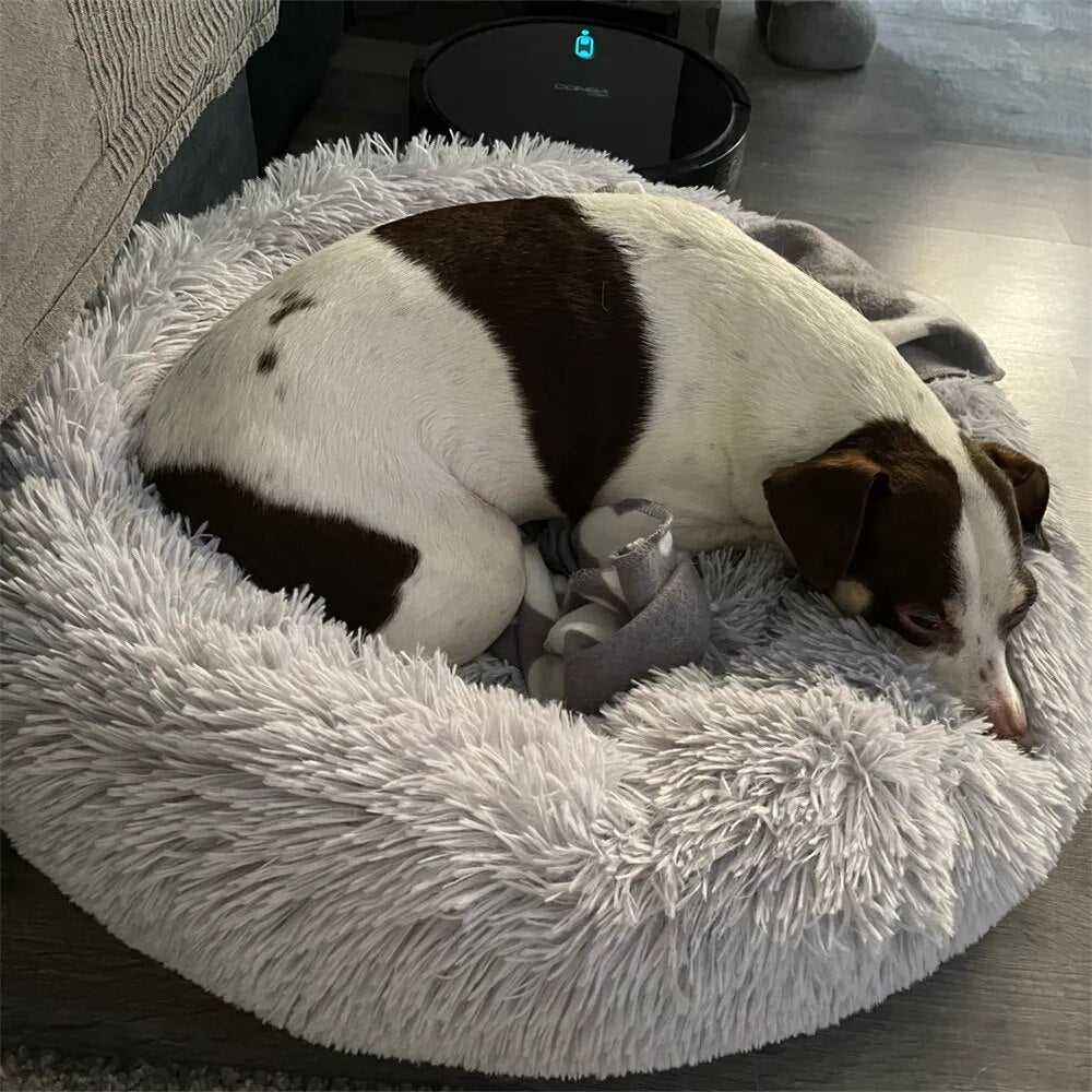 Small dog with brown and white fur sleeping in a fluffy gray pet bed on a wooden floor, next to a robotic vacuum cleaner. Cozy home setting.