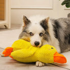 Border Collie with yellow plush duck toy in mouth, lying on floor. Cute dog, pet accessories, indoor playtime, fluffy stuffed animal, home decor.