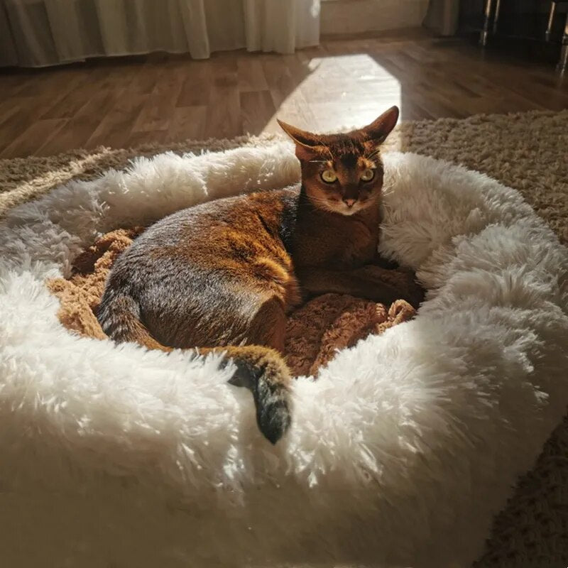 Abyssinian cat lounging in a fluffy white pet bed on a sunlit wooden floor, showcasing its sleek coat and alert expression. Cozy indoor pet scene.