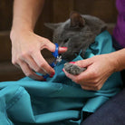 Person trimming gray cat's nails with blue clippers, wrapped in teal fabric.