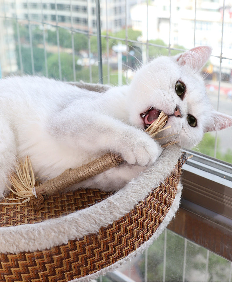 White cat playing with a scratching post in a cozy cat bed by a window. Cute pet, indoor cat, playful feline, home decor, pet accessories.