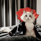 Fluffy white cat in a vampire costume with red and black cape, sitting on a bed. Halloween pet costume, cute feline dressed as Dracula.