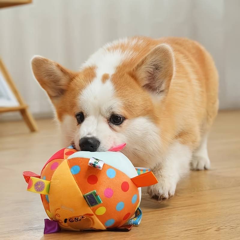 Corgi puppy playing with colorful polka dot ball toy on wooden floor. Cute dog, playful pet, indoor activity, fun pet toy, adorable corgi.