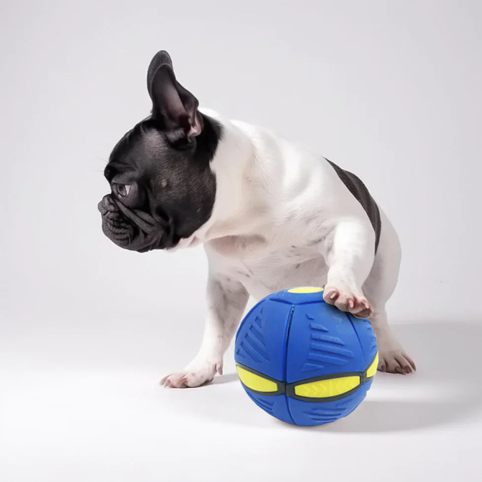 French Bulldog with blue interactive dog toy ball, featuring yellow accents, on a white background. Perfect for pet playtime and exercise.