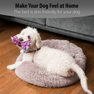 White dog on plush dog bed with purple chew toy, hardwood floor, cozy pet furniture, skin-friendly, comfortable, home decor for dogs.