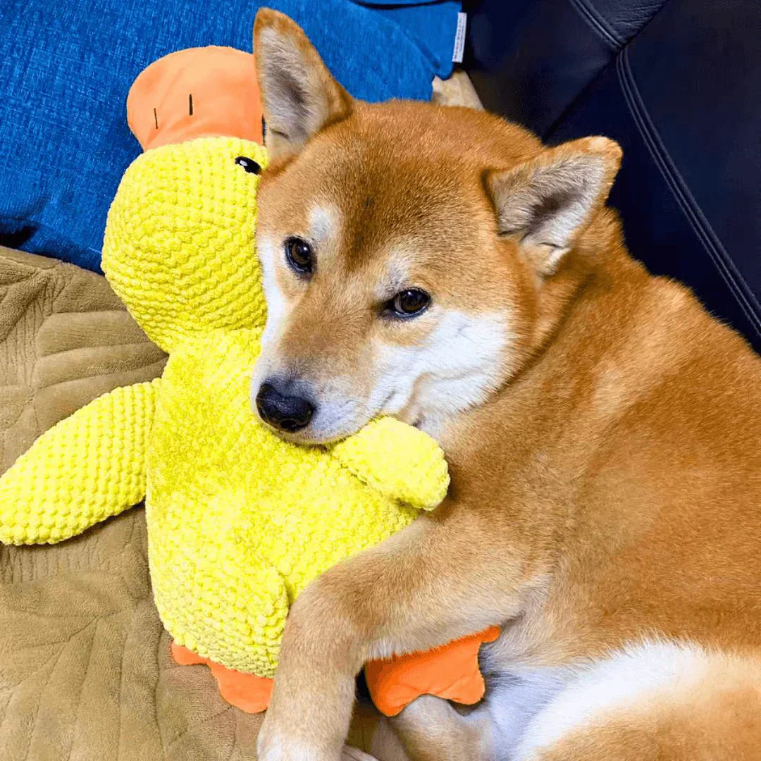 Shiba Inu cuddling a plush yellow duck toy on a couch. Cute dog with stuffed animal, pet relaxation, cozy home setting.