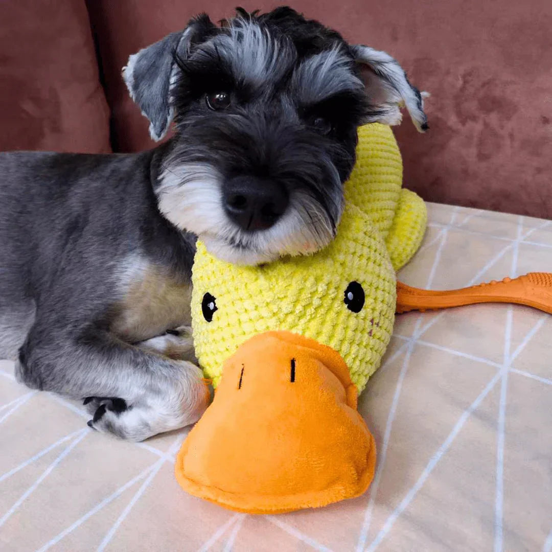 Schnauzer puppy cuddling with a yellow duck plush toy on a beige couch. Cute dog with stuffed animal, perfect pet gift, cozy home decor.