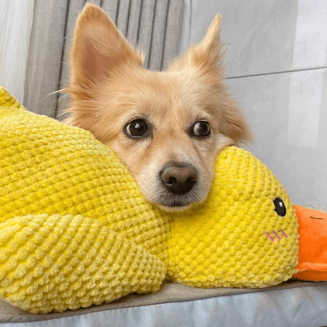 Cute dog cuddling with a yellow calming duck toy, perfect for pet anxiety relief. Soft plush design, ideal for small to medium-sized dogs.