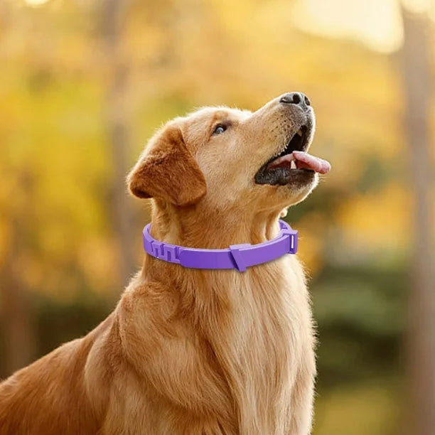 Golden Retriever wearing a purple dog collar in a sunny park. Pet accessories, dog fashion, outdoor pet photography, autumn background.