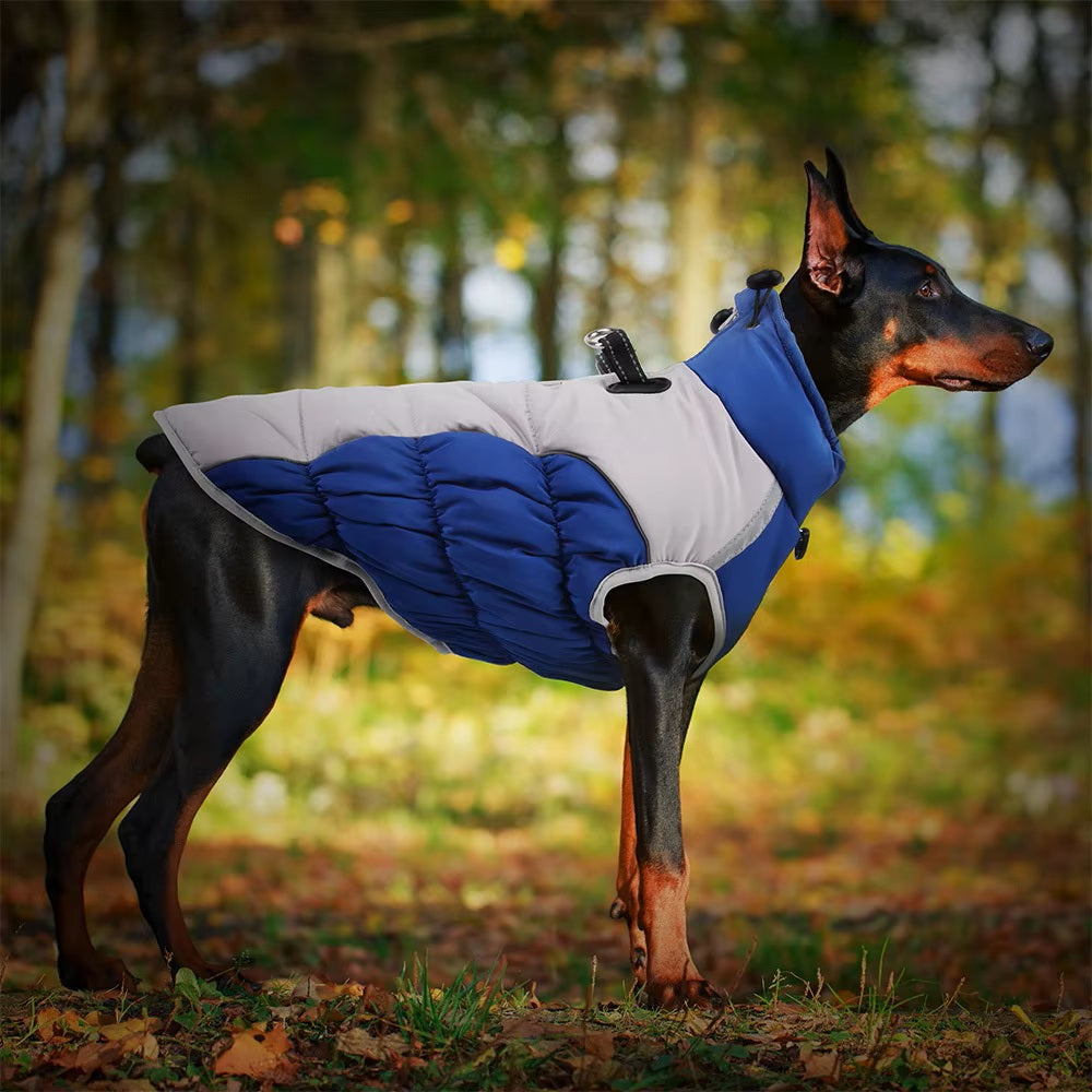 Doberman wearing a blue and white insulated dog jacket in a forest setting, showcasing stylish pet apparel for cold weather.