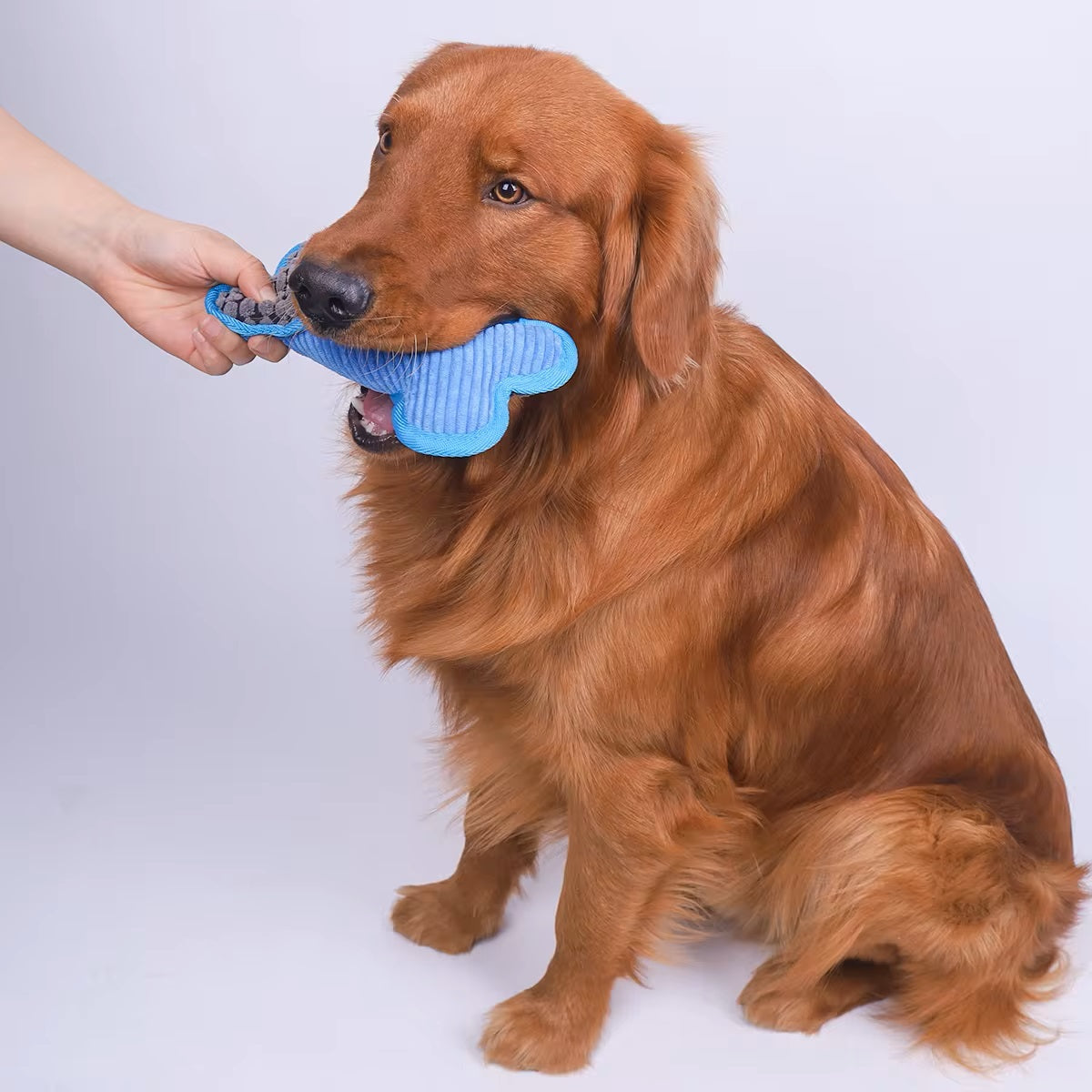 Golden Retriever holding a blue bone-shaped dog toy in its mouth, sitting against a plain background. Pet accessories, playful dog, canine toy.