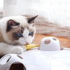 Ragdoll cat playing with interactive electronic toy on wooden floor, featuring white and brown fur, blue eyes, and engaging in playful activity.