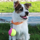 Cute dog on a leash with a bright pink and yellow tennis ball toy, sitting on green grass. Perfect pet accessory for outdoor play.