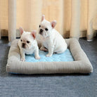 Two adorable French Bulldog puppies sitting on a striped pet bed with a blue cushion, in a cozy room setting. Perfect for pet lovers and dog enthusiasts.