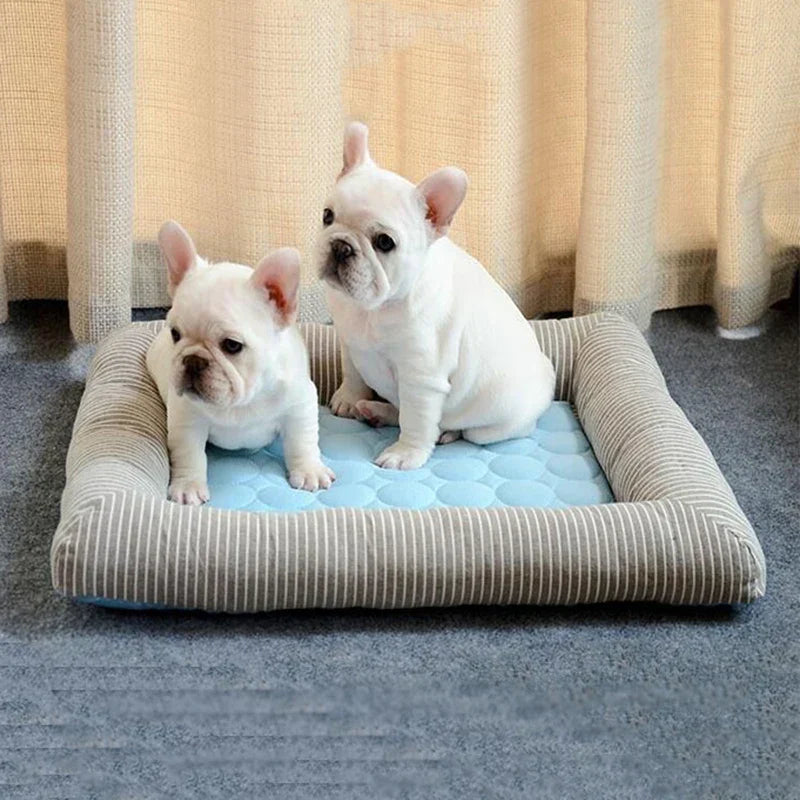 Two adorable French Bulldog puppies sitting on a striped pet bed with a blue cushion, in a cozy room setting. Perfect for pet lovers and dog enthusiasts.