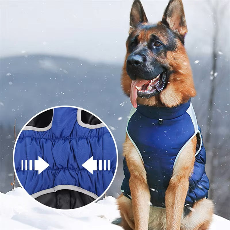 German Shepherd wearing a blue adjustable winter dog jacket in snowy landscape, showcasing comfort and warmth. Pet apparel, cold weather gear.