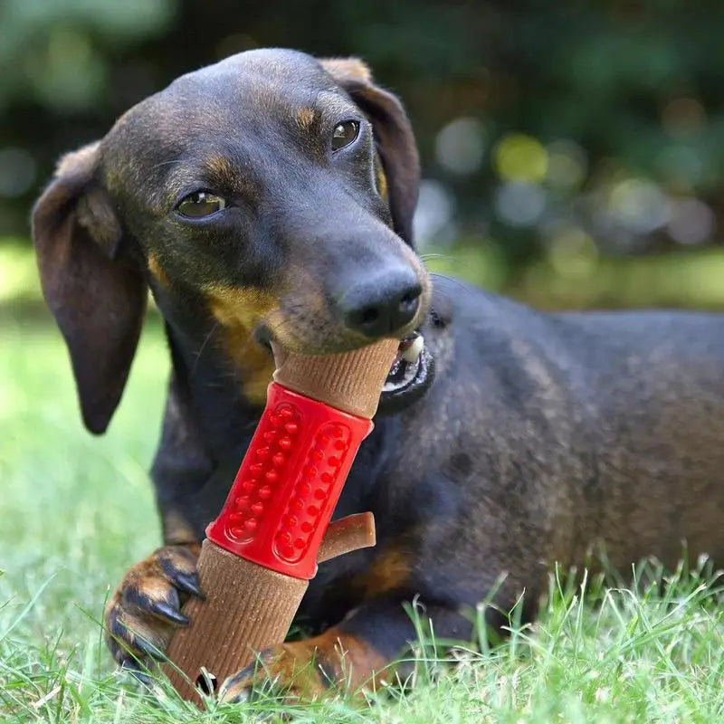 Dachshund chewing on a red and brown dog toy in grass, promoting pet dental health. Durable chew toy for small dogs, outdoor play, pet care essentials.