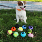 Dog with colorful interactive chew balls on grass, featuring durable rubber design for pet play and exercise. Perfect for small to medium breeds.