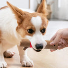 Corgi dog chewing on a durable wooden toy held by a person, indoors. Pet playtime, dog chew toy, interactive pet accessories, home setting.