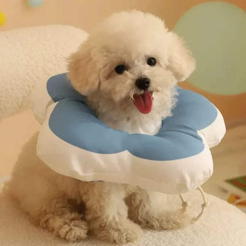 Cute fluffy white puppy wearing a blue and white pet recovery collar, sitting on a soft chair. Adorable dog with tongue out, pet care accessory.