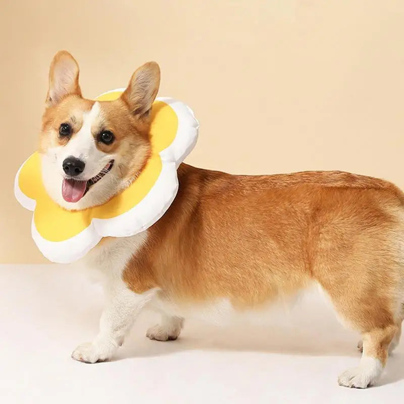 Corgi wearing a cute yellow and white flower-shaped pet collar, standing on a beige background. Adorable dog accessory, pet fashion, playful canine.