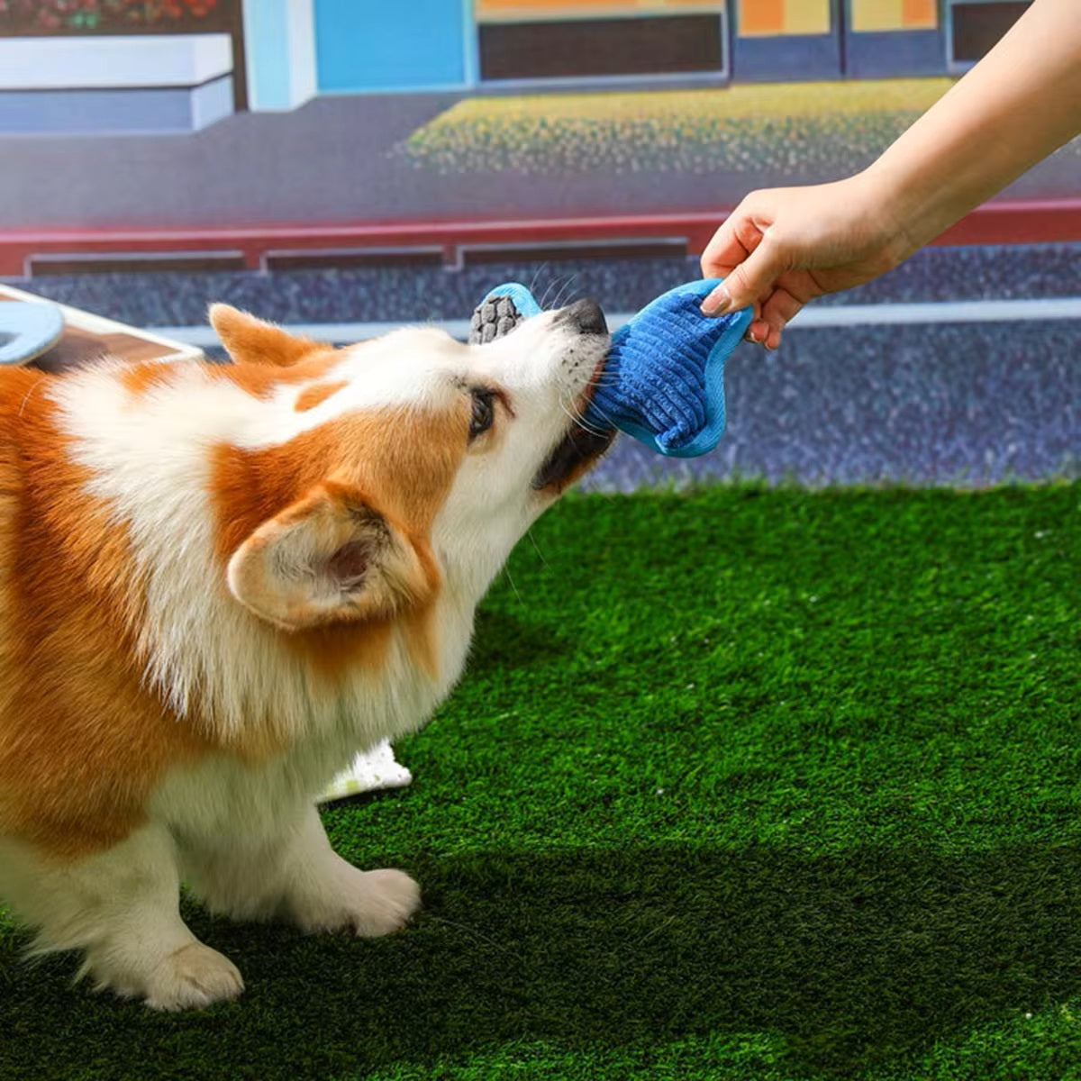 Corgi playing tug-of-war with a blue toy on green grass, showcasing playful dog behavior and pet interaction.