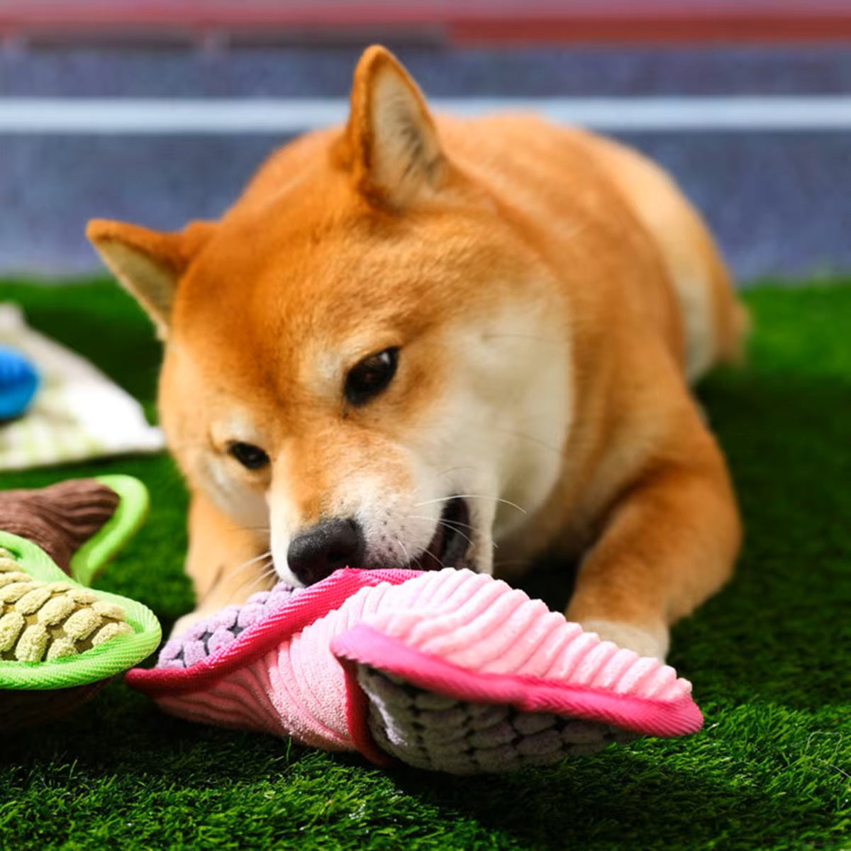 Shiba Inu dog chewing on a colorful plush toy on green grass. Cute pet playing outdoors. Dog toy, Shiba Inu, playful dog, outdoor activity.