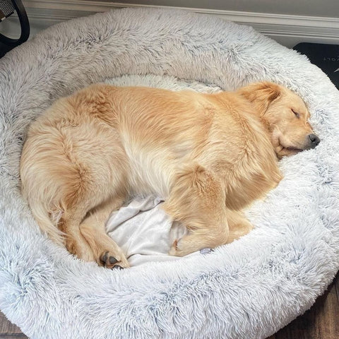 Golden Retriever sleeping in a large, fluffy, round dog bed; cozy pet bedding, comfortable dog bed, plush pet accessory, relaxing pet sleep.