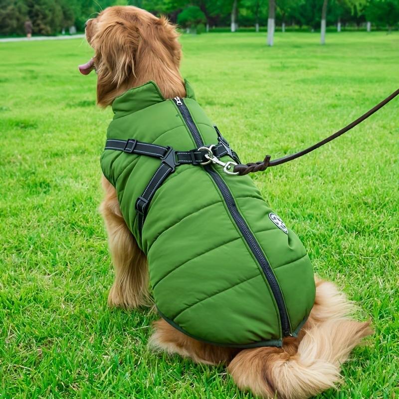 Golden Retriever wearing a green dog jacket with harness, sitting on grass. Pet apparel, outdoor dog clothing, stylish dog gear.