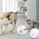 Puppy and kitten playing with interactive LED balls in a bright room; pet toys, playful pets, indoor activity, dog and cat interaction.