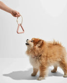 Fluffy Pomeranian dog eagerly looking at a pink triangle rope toy held by a hand, against a white background. Pet playtime, dog toy, cute dog.