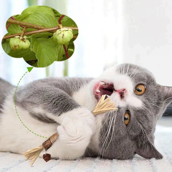 Playful gray and white cat chewing on a natural catnip toy, with a close-up of catnip plant leaves and buds. Perfect for pet enrichment and play.